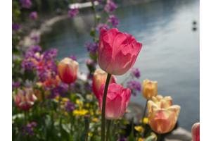 Frühling in Montreux
