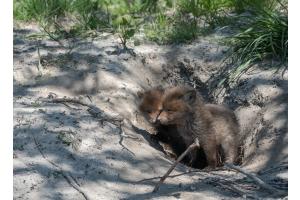 Fuchs Welpen