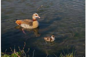 Nilgans mit Kücken Wohlensee