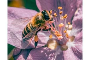 Bee and Flower Bee and Flower