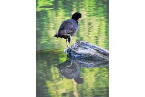 Wohlensee Spiegelungen Fotografiert Wohlensee Spiegelungen Fotografiert