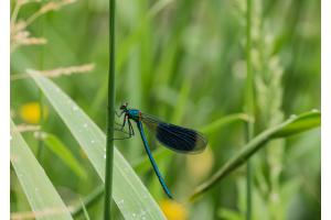 Libelle