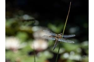 Libelle Libelle