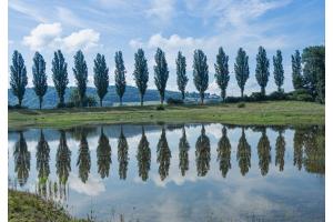 Baumspiegelung in La Sauge