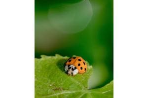 Ladybug Ladybug