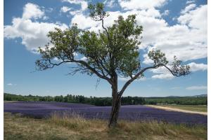 Provence Lavendel