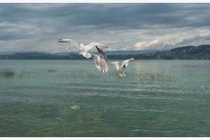Flugkunst Murtensee Flugkunst Murtensee