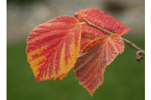 Herbst Blätter