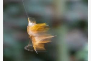 Blatt am Spinnenfaden im Wind Blatt am Spinnenfaden im Wind