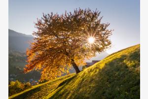 Die letzten Sonnenstrahlen Die letzten Sonnenstrahlen