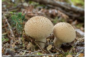 Pilze