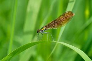 Farbenfrohe Prachtlibelle