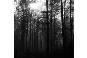 Geheimnis Wald