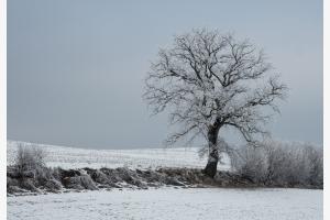 Winterland
