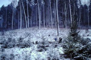 Winterzauber bei der Christbaumhauete