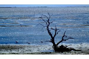 Salzwasser in der Camargue