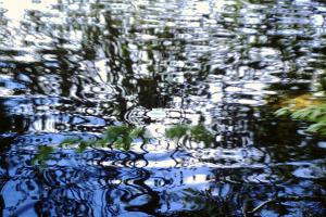 Wasserspiegelung im Stechlinsee bei Berlin
