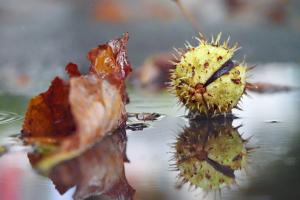 Herbstimpression