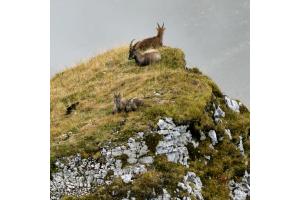 Steinbockfamilie im Pilatusgebiet 