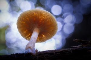 Pilz Pilz