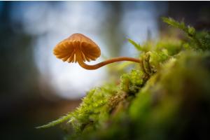 Pilz Pilz