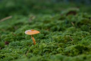 Pilz im Andwiler Moos