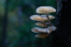 Shining Fungi Shining Fungi