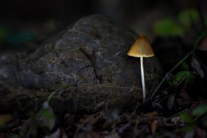 Pilz-Lämpchen Pilz-Lämpchen