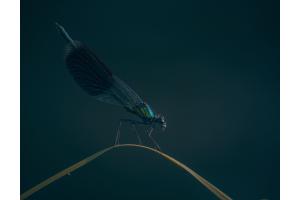 Blau in Blau