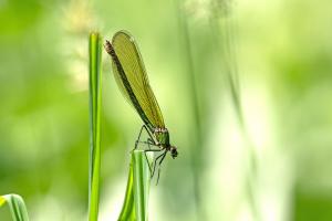 Prachtlibelle Prachtlibelle