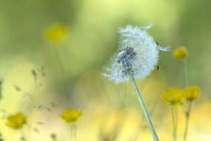 Pusteblume Pusteblume