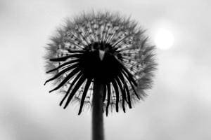 Pusteblume