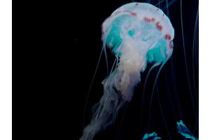Jellyfish