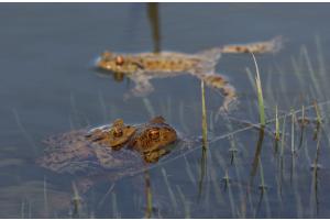 Frosch Frühling