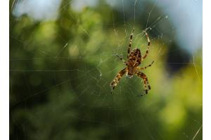 Kreuzspinne Kreuzspinne