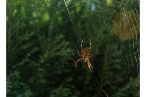 Spinne