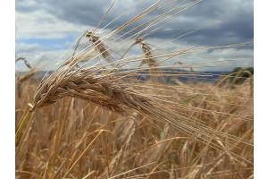 Im Glanz der Sommersonne