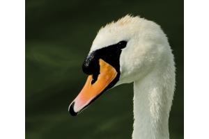 Schwan