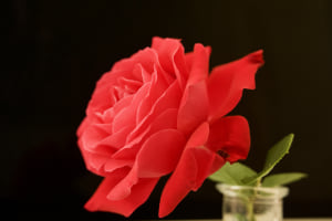 Red - Rose Red - Rose
