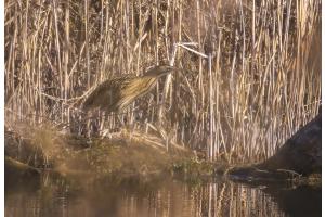 Frühlingsbotin - Passiert die Rohrdommel die Schweiz, fliegt der Frühling mit ihr mit.