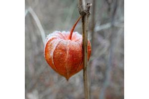 Rot