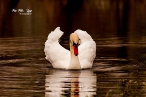 MAGIC SWAN