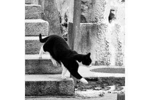 Schwarze Katze
