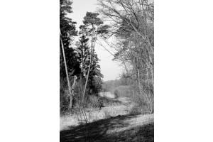 Wilde Elfenau