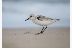 Sanderling Sanderling