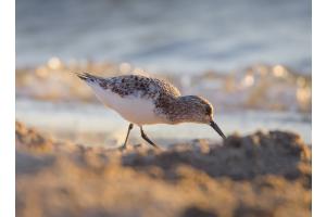 Sanderling Sanderling