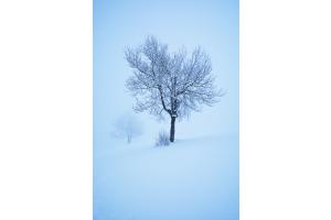 Winterimpression