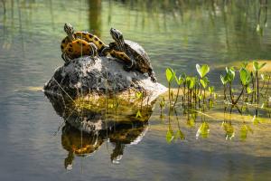 Schildkröten auf Stein