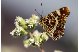 Schmetterling Landkärtchen