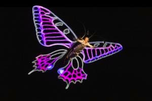 Schmetterling